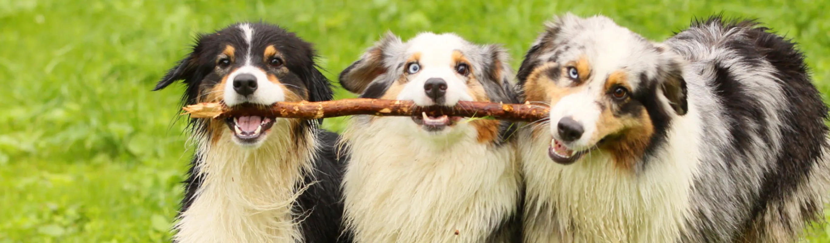 3 australian shepherd dogs carrying a big stick together